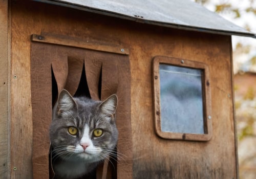 Kunnen huiskatten in de winter buiten overleven?