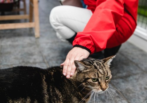 Worden katten verdrietig als je ze verlaat?